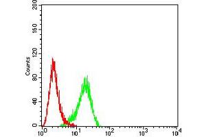 Flow cytometric analysis of Hela cells using FOLR1 mouse mAb (green) and negative control (red). (FOLR1 antibody  (AA 41-227))