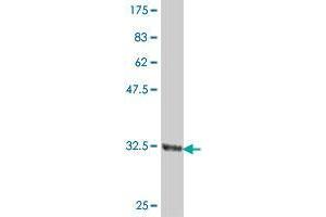 Western Blot detection against Immunogen (34. (UBL5 antibody  (AA 1-73))