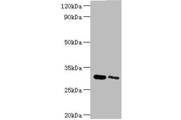 CLIC4 antibody  (AA 1-253)