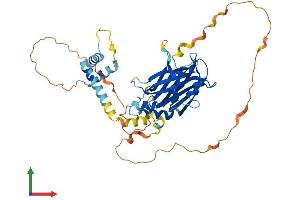 Protein Structure (PS) image for TEA Domain Family Member 2 (TEAD2) (AA 1-447) protein (His tag) (ABIN7555755)