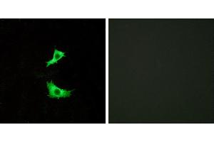 Peptide - +Immunofluorescence analysis of LOVO cells, using FFAR3 antibody. (FFAR3 antibody)