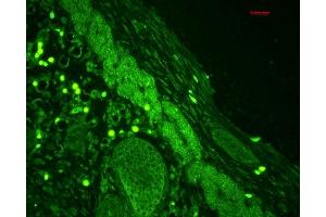 Immunohistochemistry analysis using Rabbit Anti-Rab4 Polyclonal Antibody (ABIN361840 and ABIN361841). (Rab4 antibody  (C-Term))