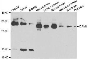 Western blot analysis of extracts of various cell lines, using ICAM4 antibody.