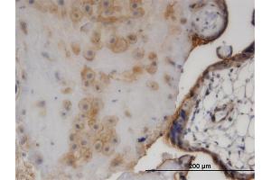 Immunoperoxidase of monoclonal antibody to EZR on formalin-fixed paraffin-embedded human placenta. (Ezrin antibody  (AA 1-586))