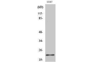 Western Blotting (WB) image for anti-BCL2-Associated Agonist of Cell Death (BAD) (Ser164) antibody (ABIN3183466) (BAD antibody  (Ser164))