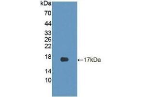 Detection of Recombinant CDKN2B, Mouse using Polyclonal Antibody to Cyclin Dependent Kinase Inhibitor 2B (CDKN2B) (CDKN2B antibody  (AA 1-130))
