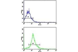 Flow cytometric analysis of NCI-H292 cells using SOX-2 antibody (bottom histogram) compared to a negative control cell (top histogram). (SOX2 antibody  (AA 89-119))