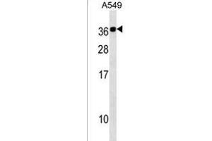 CABP2 Antibody (N-term) (ABIN1538899 and ABIN2838181) western blot analysis in A549 cell line lysates (35 μg/lane). (CABP2 antibody  (N-Term))