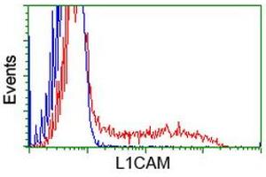 HEK293T cells transfected with either RC211601 overexpress plasmid (Red) or empty vector control plasmid (Blue) were immunostained by anti-L1CAM antibody (ABIN2453220), and then analyzed by flow cytometry. (L1CAM antibody)