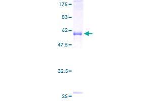 SDS-PAGE (SDS) image for Growth Differentiation Factor 15 (GDF15) (AA 31-308) protein (GST tag) (ABIN1354963) (GDF15 Protein (AA 31-308) (GST tag))