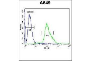 Flow cytometric analysis of A549 cells using FOXN1 Antibody (Center) Cat. (FOXN1 antibody  (Middle Region))