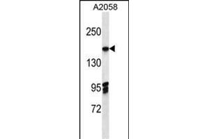 EIF3A Antibody (C-term) (ABIN656879 and ABIN2846079) western blot analysis in  cell line lysates (35 μg/lane).