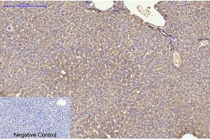 Immunohistochemical analysis of paraffin-embedded mouse liver tissue. (KRT8 antibody)
