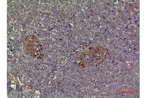 Immunohistochemistry (IHC) analysis of paraffin-embedded Human Pancreas, antibody was diluted at 1:100. (CMTM5 antibody  (N-Term))