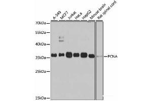 Western blot analysis of extracts of various cell lines using PCNA Polyclonal Antibody at dilution of 1:1000. (PCNA antibody)