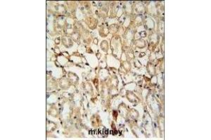 KCNV1 Antibody (N-term) (ABIN651972 and ABIN2840478) immunohistochemistry analysis in formalin fixed and paraffin embedded mouse kidney tissue followed by peroxidase conjugation of the secondary antibody and DAB staining. (KCNV1 antibody  (N-Term))