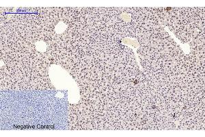 Immunohistochemical analysis of paraffin-embedded mouse liver tissue. (MAPK14 antibody  (pThr180))