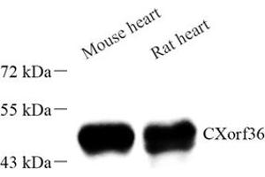 Western blot analysis of CXorf36 (ABIN7073504) at dilution of 1: 1000 (CXORF36 antibody)