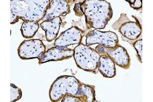 IHC analysis of MRPS18B using anti-MRPS18B antibody (ABIN7600740).