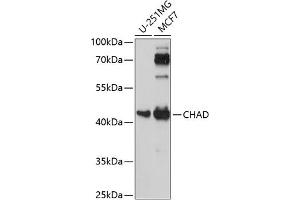 Western blot analysis of extracts of various cell lines, using CHAD antibody (ABIN7266348) at 1:1000 dilution. (CHAD antibody  (AA 1-359))