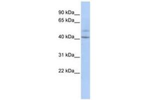 Image no. 1 for anti-Spermatogenesis and Centriole Associated 1 (SPATC1) (AA 179-228) antibody (ABIN6743922) (SPATC1 antibody  (AA 179-228))