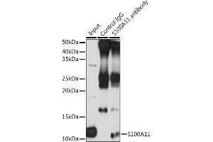 Immunoprecipitation analysis of 200 μg extracts of THP-1 cells using 3 μg S100 antibody (ABIN6129519, ABIN6147333, ABIN6147334 and ABIN7101773). (S100A11 antibody  (AA 1-105))