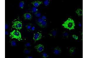 Anti-HIBCH mouse monoclonal antibody (ABIN2453124) immunofluorescent staining of COS7 cells transiently transfected by pCMV6-ENTRY HIBCH (RC209814). (HIBCH antibody)
