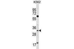 FCN3 Antibody (C-term) western blot analysis in K562 cell line lysates (35µg/lane).
