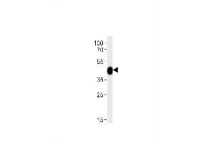 CHST11 antibody  (AA 131-155)