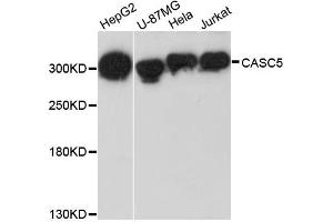 Western blot analysis of extracts of various cell lines, using CASC5 antibody. (CASC5 antibody)
