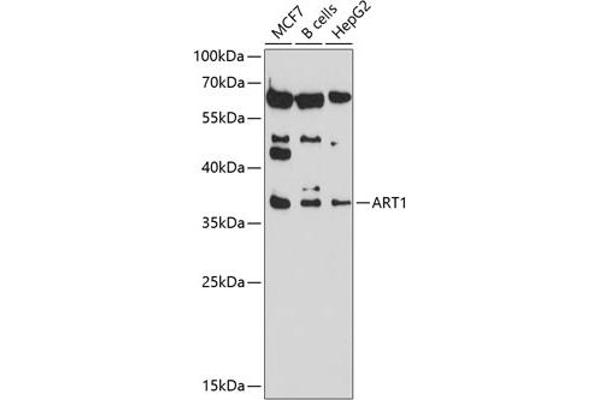 ART1 antibody  (AA 23-295)