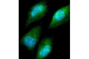 Immunofluorescent analysis of 4 % paraformaldehyde-fixed, 0. (CBS antibody  (AA 301-330))