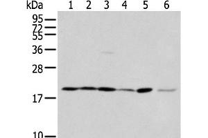 Western blot analysis of 293T cell Hepg2 cell and A431 cell using EEF1E1 Polyclonal Antibody at dilution of 1:400 (EEF1E1 antibody)