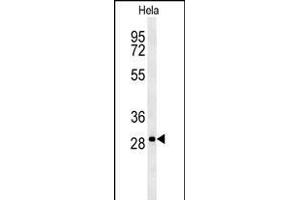 T Antibody (N-term) (ABIN651700 and ABIN2840367) western blot analysis in Hela cell line lysates (35 μg/lane). (TMEM165 antibody  (N-Term))