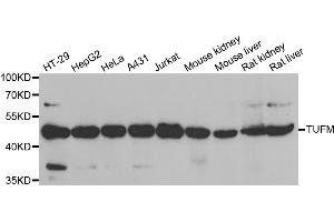 Western blot analysis of extracts of various cell lines, using TUFM antibody (ABIN5973823) at 1/1000 dilution. (TUFM antibody)