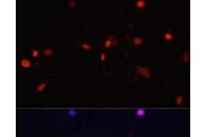 Immunofluorescence (IF) image for anti-Minichromosome Maintenance Complex Component 5 (MCM5) antibody (ABIN7257096)