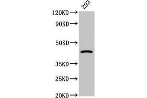 Western Blot Positive WB detected in: 293 whole cell lysate All lanes: HSD11B2 antibody at 2.