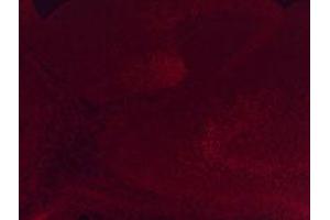 Anti-Six3 Antibody - Immunofluorescence Microscopy Immunofluorescence microscopy using  anti-Six3 antibody shows detection of Six3 in PFA-fixed embryonic mouse hypothalamus. (SIX3 antibody  (Internal Region))