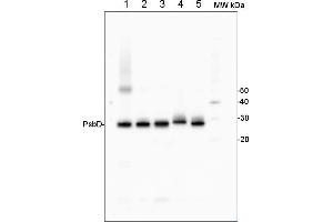 From left to right: Arabidopsis thaliana, Horderum vulgare, Chlamydmononas reinhardtii, Synechococcus sp. (Psbd antibody  (C-Term))