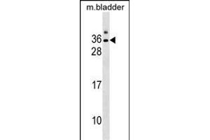 GJE1 Antibody (C-term) (ABIN1536796 and ABIN2850313) western blot analysis in mouse bladder tissue lysates (35 μg/lane). (GJE1 antibody  (C-Term))