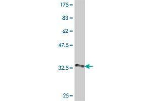 Western Blot detection against Immunogen (34. (SLURP1 antibody  (AA 25-102))