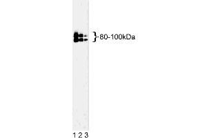 Western blot analysis of OPA1 on a K-562 cell lysate (Human bone marrow myelogenous leukemia, ATCC CCL-243). (OPA1 antibody  (AA 708-830))