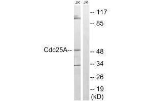 Western blot analysis of extracts from Jurkat cells, using CDC25A (Ab-178) antibody. (CDC25A antibody  (Ser178))
