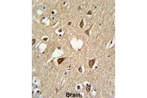 Formalin-fixed and paraffin-embedded human brain tissue reacted with SUMO1 Antibody, which was peroxidase-conjugated to the secondary antibody, followed by DAB staining. (SUMO1 antibody)