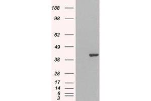 Western Blotting (WB) image for anti-GRB2-Related Adaptor Protein 2 (GRAP2) (C-Term) antibody (ABIN2465791) (GRAP2 antibody  (C-Term))