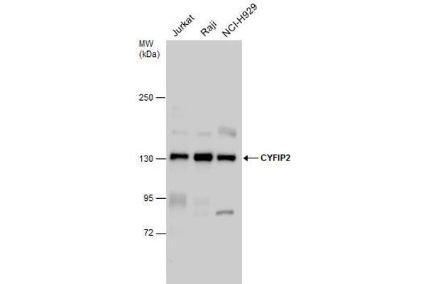 CYFIP2 antibody