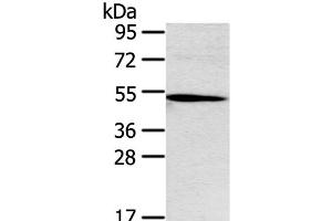 Western Blot analysis of Hepg2 cell using Ox40 Polyclonal Antibody at dilution of 1:250 (TNFRSF4 antibody)