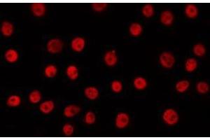 ABIN6266604 staining COS7 by IF/ICC. (Oct-2 antibody)