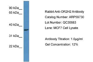 WB Suggested Anti-OR2H2  Antibody Titration: 0. (OR2H2 antibody  (C-Term))