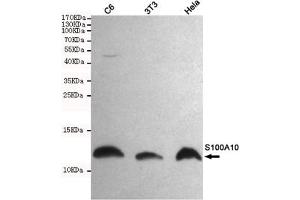 Western blot detection of S100A10 in C6,3T3 and Hela cell lysates using S100A10 mouse mAb (1:1000 diluted). (S100A10 antibody)